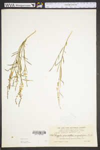 Asemeia grandiflora image