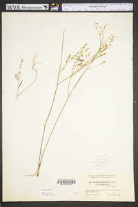 Asemeia grandiflora image