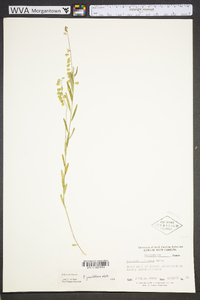 Asemeia grandiflora image