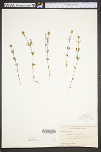 Polygala brevifolia image