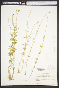 Polygala boykinii image