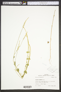 Polygala boykinii image