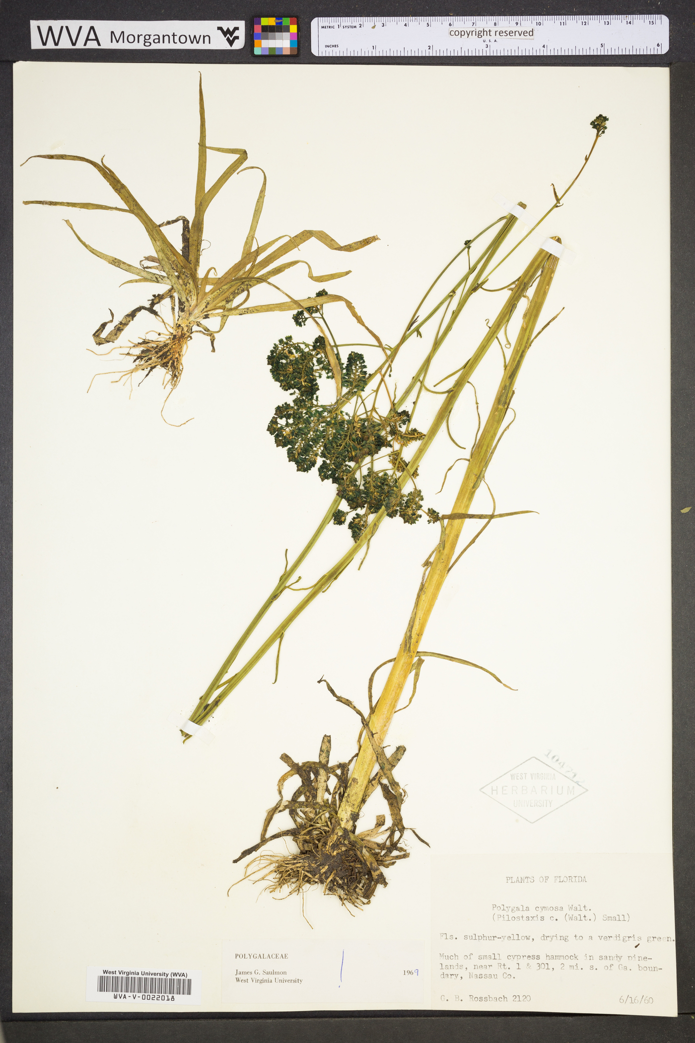 Polygala cymosa image
