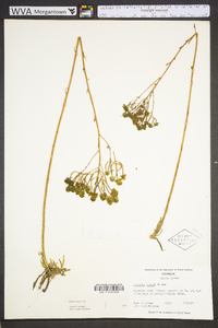 Polygala cymosa image