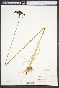 Polygala cymosa image