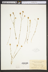 Polygala curtissii image