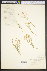 Polygala curtissii image