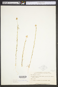 Polygala curtissii image