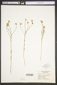 Polygala curtissii image