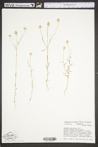 Polygala curtissii image