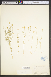 Polygala curtissii image