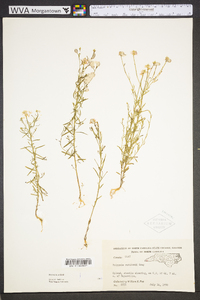 Polygala curtissii image