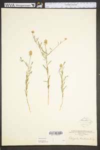 Polygala curtissii image