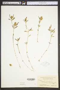 Polygala cruciata image