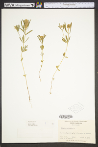 Polygala cruciata image