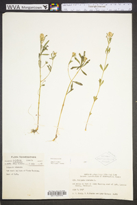 Polygala cruciata image