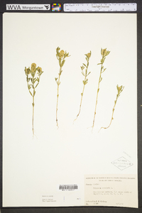 Polygala cruciata image