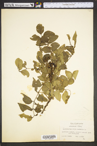 Zanthoxylum clava-herculis image