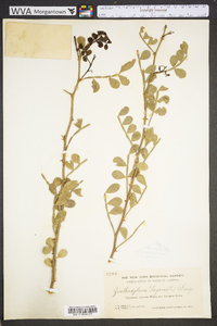 Zanthoxylum fagara image