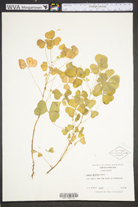 Oxalis grandis image