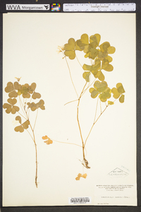 Oxalis grandis image