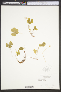 Oxalis montana image