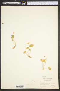 Oxalis montana image