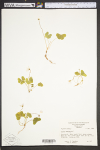 Oxalis montana image