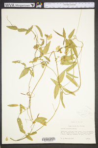 Vigna luteola image