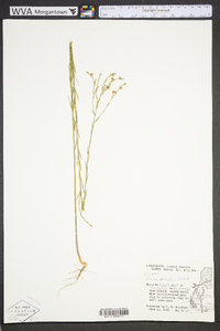 Linum sulcatum image