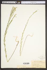 Linum sulcatum image