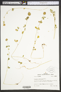 Trifolium carolinianum image