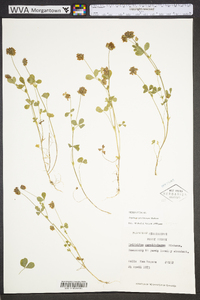 Trifolium carolinianum image