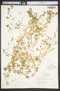 Trifolium dubium image