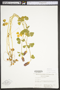 Trifolium incarnatum image