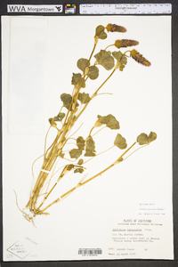 Trifolium incarnatum image