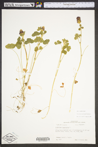 Trifolium incarnatum image