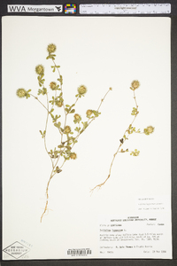 Trifolium lappaceum image