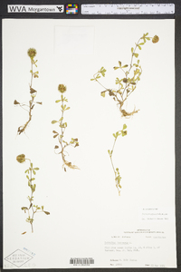 Trifolium lappaceum image