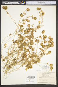 Trifolium lappaceum image