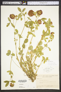 Trifolium virginicum image