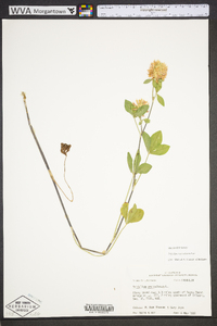 Trifolium vesiculosum image