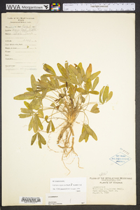 Trifolium virginicum image