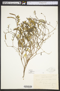 Tephrosia spicata image