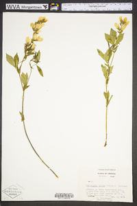 Thermopsis mollis image