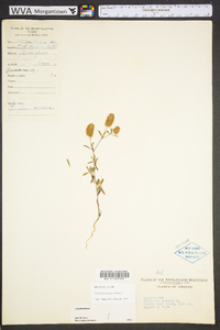 Trifolium arvense image