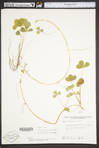 Trifolium calcaricum image