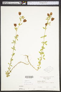 Trifolium aureum image