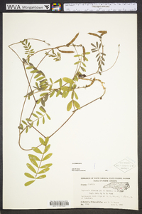 Tephrosia floridana image