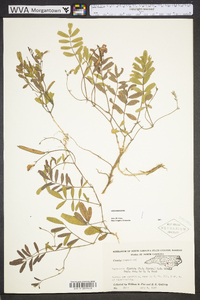 Tephrosia floridana image